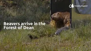 Beavers arrive in the Forest of Dean | Perry Hay beaver enclosure