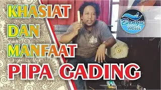 Manfaat Pipa Gading Yang Jarang Orang Ketahui | Banyu Mili