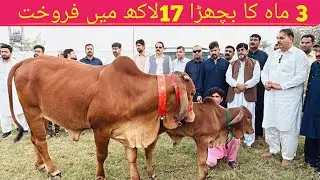 Brahman calf sold for 1.7 million || Arif Sahi Cattle Farm || Pak Buffalo Tv 