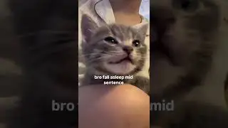 Kitten Falls Asleep Mid Sentence ✮⋆˙