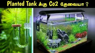 Planted Tank க்கு Co2 தேவையா ?