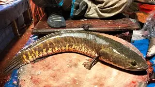 Big Shail Fish Cutting & Cleaning Traditional Fish Cutting ASMR Fish Processing #viralvideo#fishing