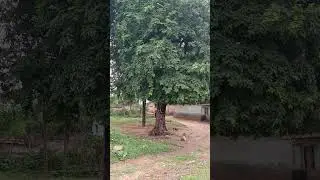 Imli tree, Jamtara Forest Division, Jharkhand. #imli #forest #jamtara #conservation #jharkhand