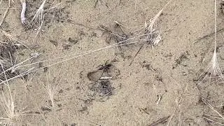 Close-up: A Digger Wasp Building its Nest in the Sands of Dagestan