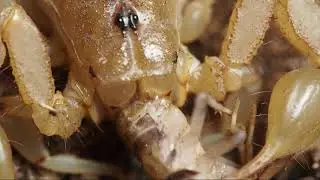 Stripe-tailed scorpion (Paravaejovis spinigerus) eating a cricket (close-up)