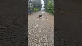 A Lonely Dog&rsquo;s Walk &ndash; Heart Touching 🐾 #shorts