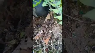 копатель Оля в деле. #коп #копатель #находки #нашланазаводе