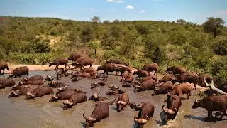 A Busy Day with Elephants and Buffalos at Rosie's Pan