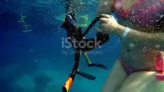 Explore the wonders of Atlantic Marine life.