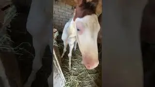 #horse 🐎💖💯🫀