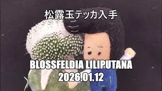 松露玉テッカ入手　Blossfeldia liliputana　2026 01 12