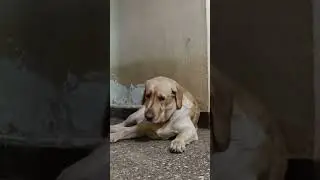 labrador - Buddy #labrador #doglover