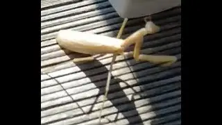 Die Geschichte der Gottesanbeterin WANDA (ned noch) - brown and green praying mantis in the wild