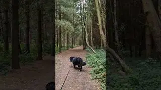 Bernese Mountain Dog went to the woods #shorts