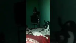 garu el travieso :v