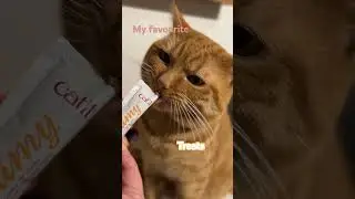 I am loving it #adoreble #cute #catcute #orangecat #cattreats #catit