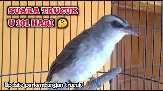 Suara Burung Trucuk Seratus Satu Hari Dan Update Perkembangan Trucukan
