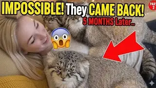 Can You Keep 3 Manul Kittens at Home The Truth After A 5 Month Pallas&rsquo;s Cats Saving Journey