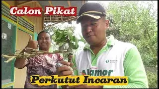 Tukang Pikat Lagi Mujur Point Perkutut Calon Pikat Karakter, Mental & Suara Keistal