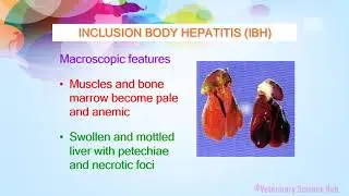 Inclusion body hepatitis in birds