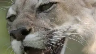 Puma concolor