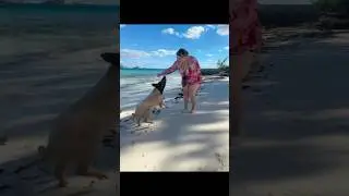 Swimming with Pigs in the Bahamas 🐷🌴 | Nassau Pig Beach Adventure