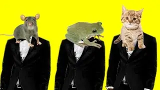 Frog 🐸Rat 🐀 Cat 🐈funny dance 🕺 videos 📹🤣