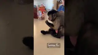 Family Traditions 😆 #funny #pets #monkey