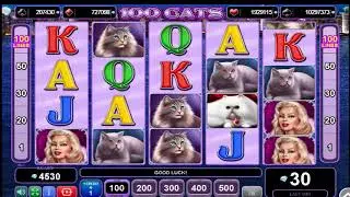 100 CATS A HUNDRED CATS ONLINE SLOT MACHINE FROM PENNY SLOTS MACHINES FREE SLOTS COM