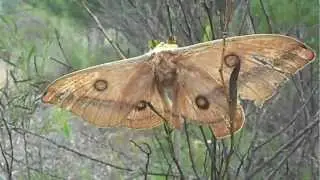 Emperor Gum Moth