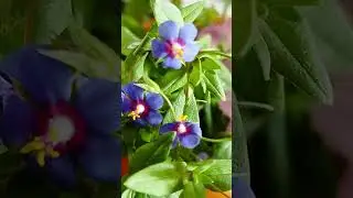 #gardening #idas #at#home #beautiful #garden #beautiful#flowers #trending #shorts #virel #video
