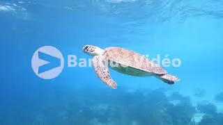 Banque d'image vid&eacute;o 4K et HD : Une tortue verte dans le Pacifique