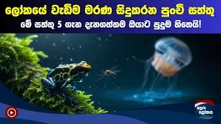 Top 5 Most Dangerous Small Animals in the World | Deadliest Tiny Creatures Explained