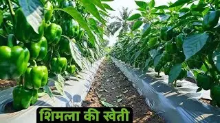 Advanced Cultivation of Capsicum |Shimla MirchSelection| Step by step capsicum farming |Capsi...