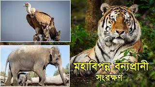 মহাবিপন্ন বন্যপ্রাণী সংরক্ষন | Conservation of Critically Endangered Wildlife