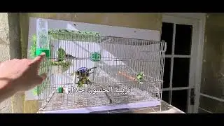 تجهيز طيور الحسون بهذه الوسائل والطرق موجودة في منزلك