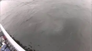 Ice Out Lake Trout 2013