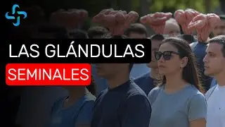 LAS GL&Aacute;NDULAS SEMINALES 30 DATOS CURIOSOS SOBRE LAS GL&Aacute;NDULAS SEMINALES CONTEXTO EN 3 MINUTOS
