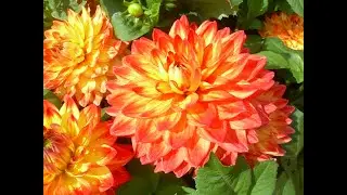 Growing dahlias month by month episode 9: late June