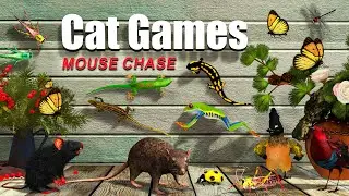 Cat TV Mouse Chase &ndash; Realistic 3D Cat Games for Cats to Watch | 8 Hours 4k 60fps