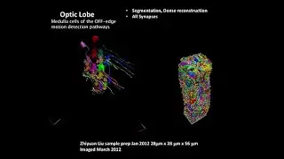 Kavli Institute for Brain and Mind: Imaging the Brain - Hess