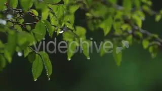 Rain on Leaves - Focus Changing 5 - Stock Footage | VideoHive 5715579