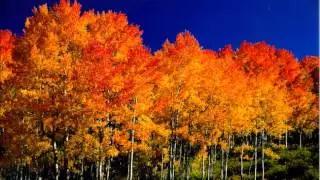 Dry Aspen Leaves