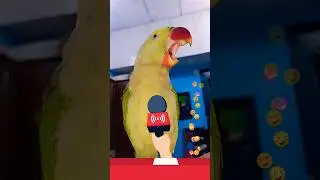 A Beautiful moment parrot comedy #mitthu #parrotgreen #parrot_lovers #parrotcomedy #leke