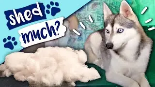 Puppy Grooming & Shedding Undercoat Step by Step Guide
