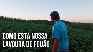 LAVOURA DE FEIJ&Atilde;O URUTAL