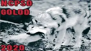 NCPSD - GOLOD (2020) (Harsh Noise, Noise, Industrial)