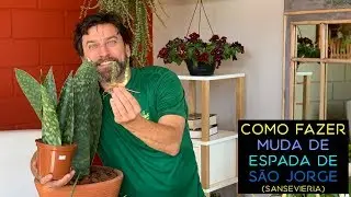 Como Fazer Muda de Espada de São Jorge (Sansevieria)