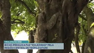 Viralizou na Web: Bicho-preguiça faz Rolezinho pela Região Central de Teófilo Otoni.