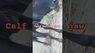 #calf bottle jaw #shortvideos #subscribe #shorts #ytshorts #trending #animals #farming #cow #short